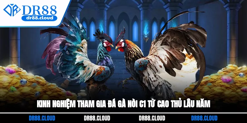 Kinh nghiệm tham gia đá gà nòi C1 từ cao thủ lâu năm